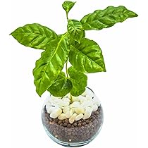 その他観葉植物 moomooo Amazon｜コーヒーの木 観葉植物 ハイドロカルチャー 【 初心者でも簡単